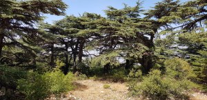 Les cèdres du Liban