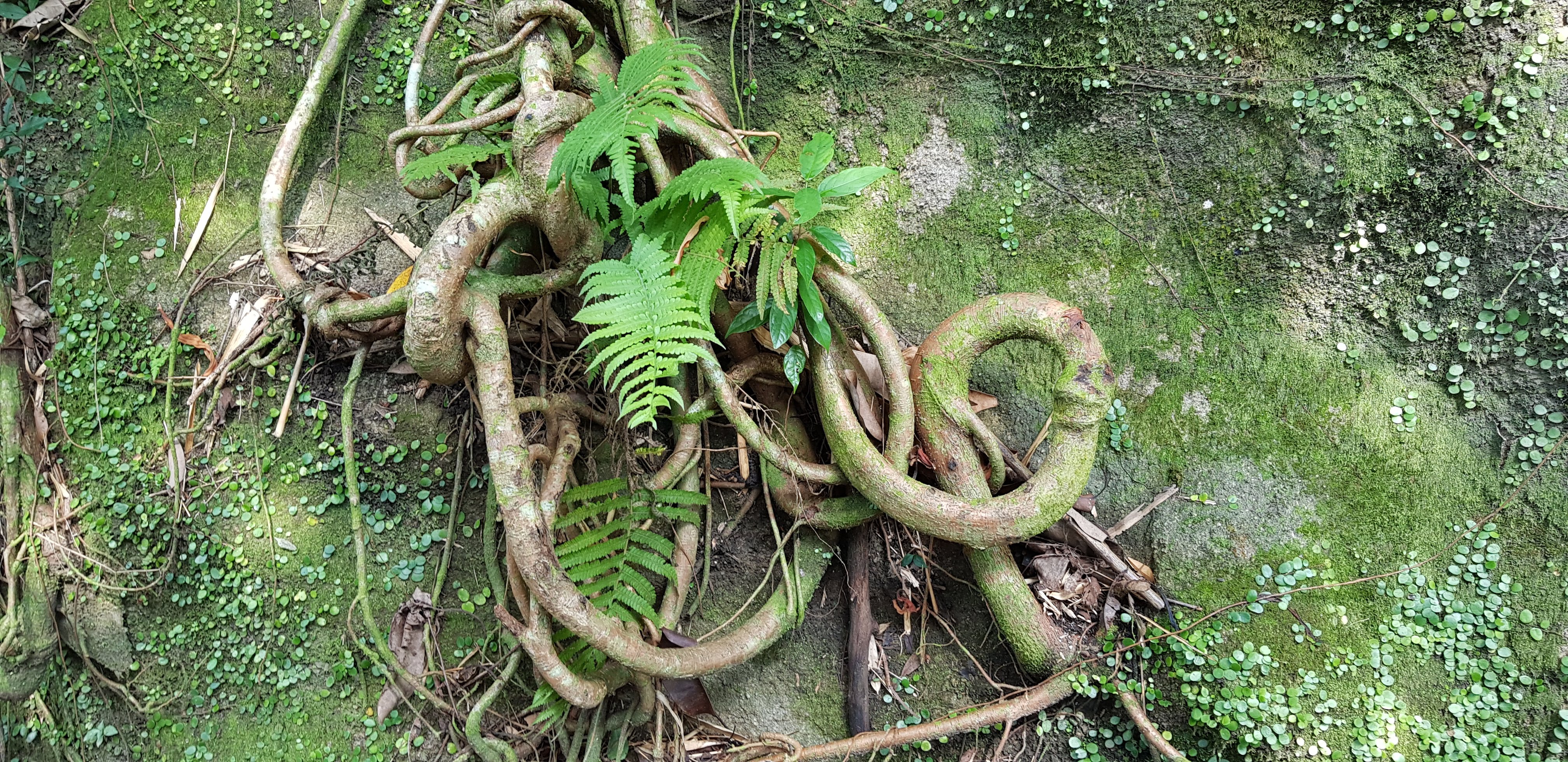 Ne cherchez pas : il n'y a pas d'araignées sur cette image. Je voulais illustrer l'article - c'est plus joli - en évitant des palpitations à mes amis qui ont peur des araignées.