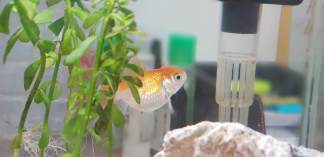 Seule, mais pas que...